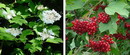 Nanny berry viburnum